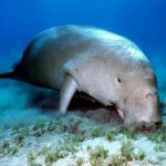 Read more about the article Fishing net ban saved Abu Dhabi’s dugong population