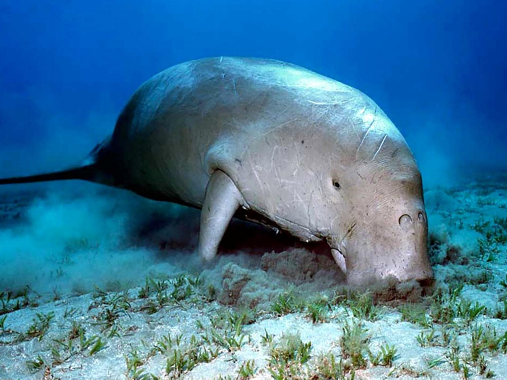 You are currently viewing Fishing net ban saved Abu Dhabi’s dugong population