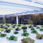 Read more about the article Dubai’s First In-store Hydroponic Farm launched this week
