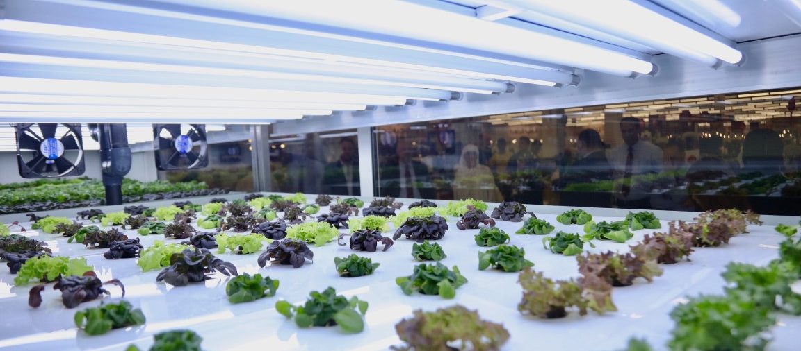 You are currently viewing Dubai’s First In-store Hydroponic Farm launched this week