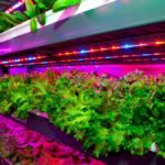 Read more about the article Abu Dhabi: $100 million to be invested in indoor farming as it tries to become more resilient