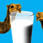 Read more about the article The many benefits of Camel milk, the Middle East superfood