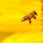 Read more about the article ‘Bee’ engaged!