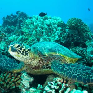 Majestic sea turtles, prehistoric beings threatened by extinction.