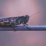 Read more about the article $500 Million to Fight Locusts, Support Food Security and Protect Livelihoods