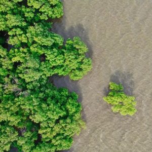 Scaling Up Nature-Based Solutions for Climate Adaptation
