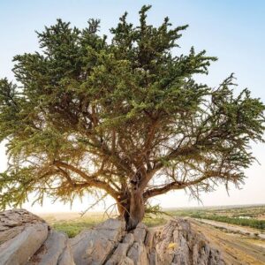 Century old Al-Sarh tree discovered in Abu Dhabi