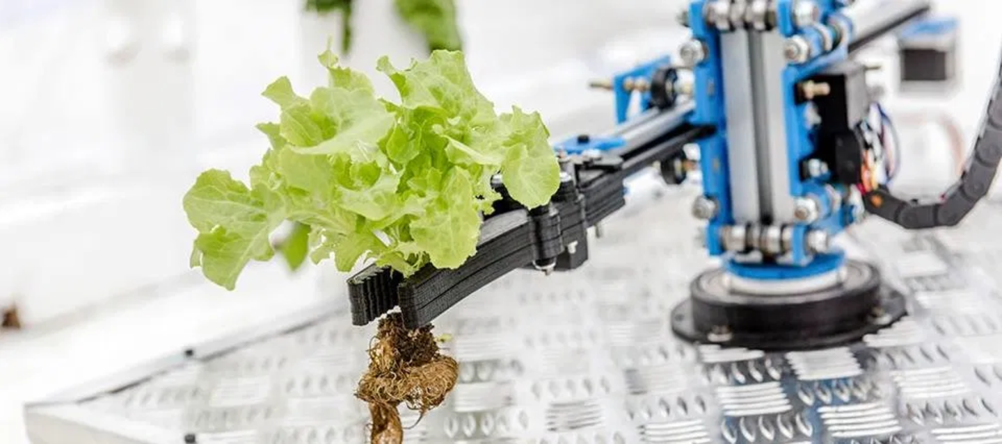 Laurus’ robot picking up grown-up salad