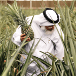 Read more about the article Dubai farmers sow seeds of green revolution