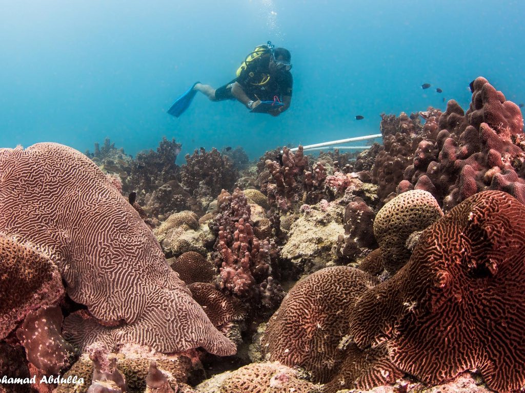 Abu Dhabi's Barakah Nuclear Power Plant: Coral Reef Settlements Rehomed