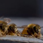 Read more about the article Research found honeybees were effective at killing breast cancer cells