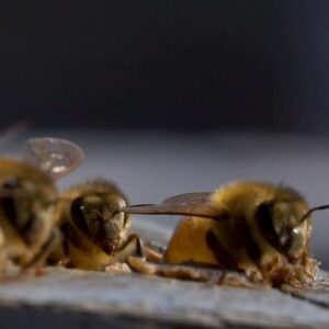 Research found honeybees were effective at killing breast cancer cells