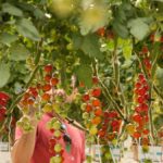 Read more about the article Abu Dhabi based agri-tech to invest €30 million to build a hi-tech farm in Kuwait
