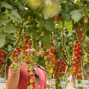 Abu Dhabi based agri-tech to invest €30 million to build a hi-tech farm in Kuwait