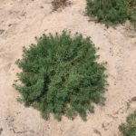 Read more about the article EAD Discovers A New Wild Medicinal Plant In The Emirate Of Abu Dhabi