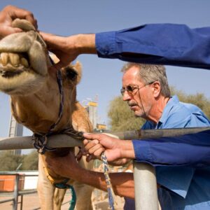 Plastic Bags Kill Hundreds Of Camels Across UAE