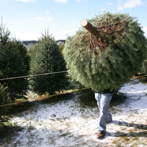 Are Real or Artificial Christmas Trees Better For The environment?