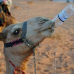 Read more about the article Plastic Pollution Kills At Least 300 Camels Since 2008