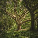 Read more about the article Trees Matters: A Global Carbon Offsetting Program For UAE Companies