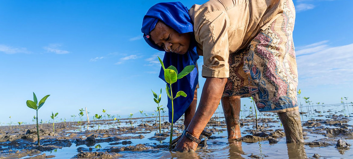 You are currently viewing World waking up to the value of mangroves on saving the planet