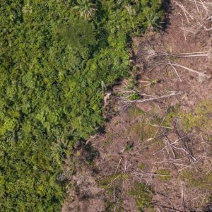 Restoring ecosystems through nature-based solutions can significantly cut carbon emissions: UNEP report